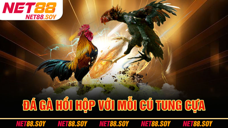 Trang Chủ 20 Đá gà hồi hộp với mỗi cú tung cựa